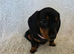Six beautiful miniature smooth haired dachshunds-one girl left