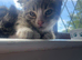 2 Male Kittens For Sale