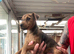 2 Patterdale terrier girls