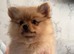 Beautiful fluffy Pomeranians READY NOW
