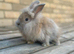 Stunning lion head and mini lion lop mixed breed