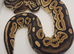 2025 Fire cinnamon 100% het albino royal python