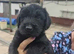 Ready Now! Superb Giant Schnauzer Puppies