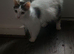 Beautiful female fluffy cat