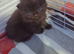 Unique fluff kittens
