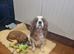 Queenie kennel club female
