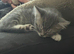 British shorthair x male