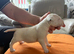 beautiful litter with champion blood lines