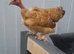 8 bantam chickens