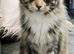 Proven mainecoon