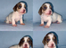 Gorgeous Miniature Dachshunds