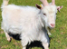 Pygmy billy goat for sale