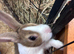 Baby Dutch Rabbits &pound;30