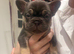 Gorgeous Choc Tan French Bulldog **REDUCED**