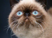 Stud Duties Only - Exotic Shorthair