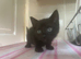 3 beautiful kittens ready for new homes