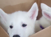 White Husky Pups looking for their forever homes