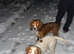 Beautiful cocker spaniels reduced price born 03/03/2026 vaccinated chipped and wormed