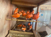 Red factor canaries in East Sussex