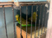 Pair of budgies