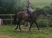 10 year old mare
