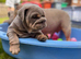 English bulldog pups