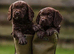 Cocker Spaniel Puppies