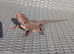 2025 Red Monster Bearded Dragon