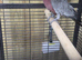 2 hen galah cockatoos