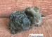 Lunkarya x Abyssinian guinea pigs