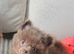 Beautiful lilac tan pomeranian girl