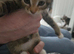 Kitten