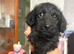 Stunning fluffy boy f1 Doxiepoo