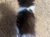 Fluffy black and white kitten