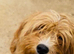 cavapoo girl 2 years old