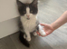 Fluffy black & white male kitten