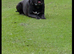 Boss 16 months old