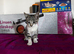 10weeks tabby girl