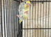 Beautiful baby budgies