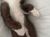 Selling a half ragdoll kitten