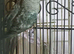 Cage and birds