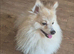 Male Pomeranian