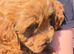 F2 gorgeous fox red girls for sale