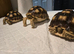 Sulcata tortoises