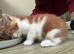Boy and girl kittens