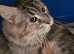 Maine Coon kitten Tica registered