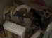 Female hamster and more