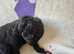 Miniature Labradoodle