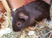 Guinea Pigs (Male)