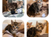 Kittens for sale £80